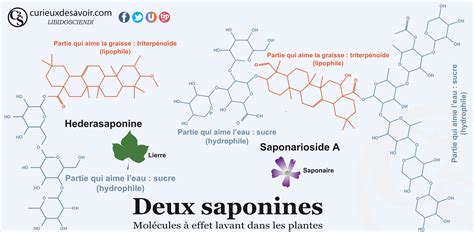 Infographie sur les saponines du lierre et leurs effets