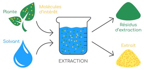 Schéma des composés actifs du lierre