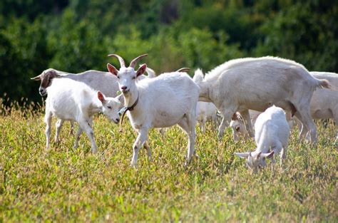 Troupeau de chèvres dans un pâturage diversifié