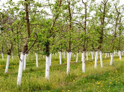 Arbres fruitiers badigeonnés de lait de chaux