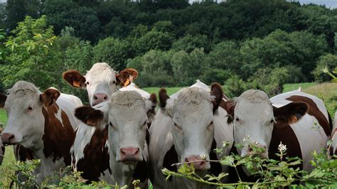 Des agriculteurs en formation sur les techniques de multiplication de semences