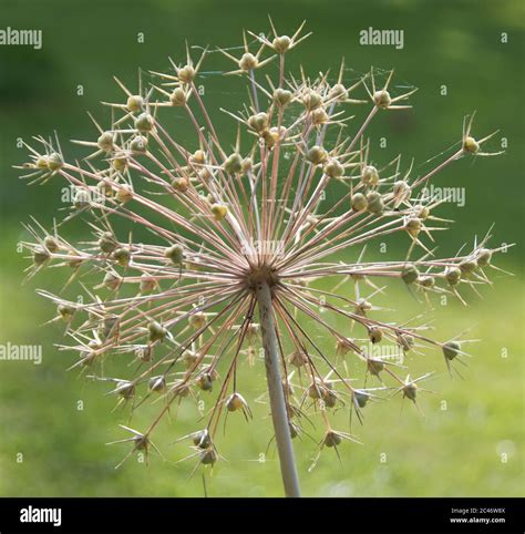 Gros plan sur une ombelle d'Allium 'Globemaster'