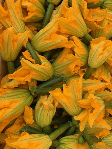 Panier de fleurs de courgettes fraîchement cueillies