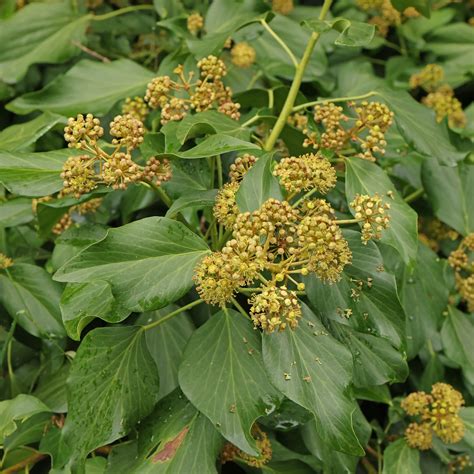 Différences entre Hedera colchica et Hedera helix