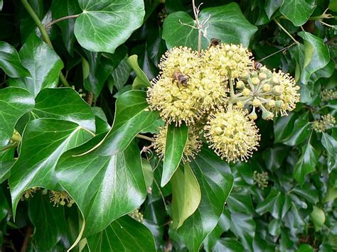 Gros plan sur les fleurs et baies de lierre, attirant les insectes et oiseaux