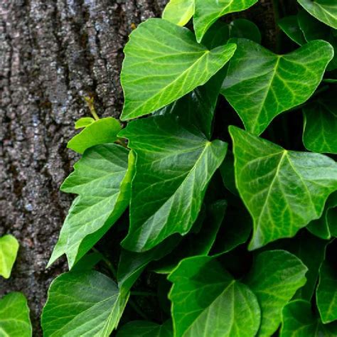 Exemple d'association de plantes avec Hedera colchica