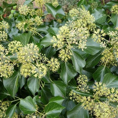 HEDERA colchica 'Arborescens' en buisson compact