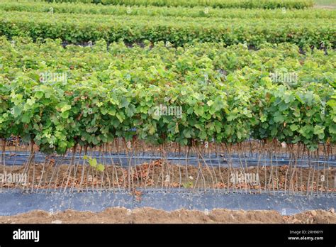 Jeunes groseilliers plantés