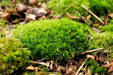 Schéma expliquant les causes de la mousse sur la pelouse