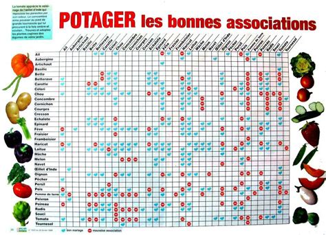 Légumes du potager en association