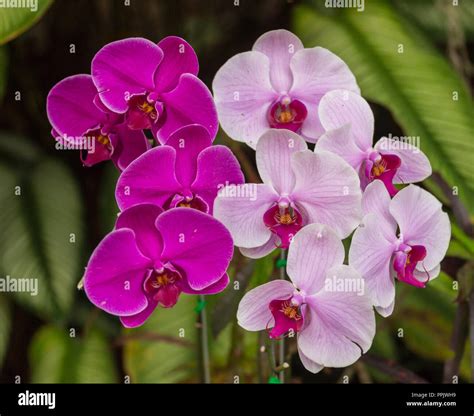 Orchidées tropicales