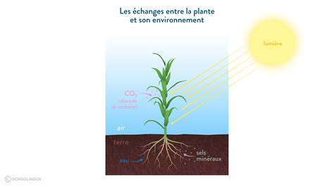 Schéma des besoins d'une orchidée