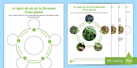 Cycle de floraison d'une orchidée