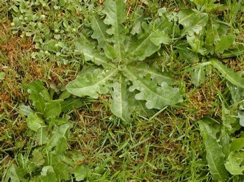 Pelouse avec des herbes indésirables