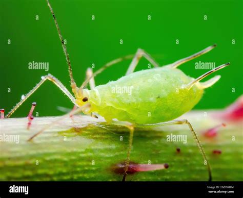 Gros plan sur des pucerons sur une jeune pousse de citronnier