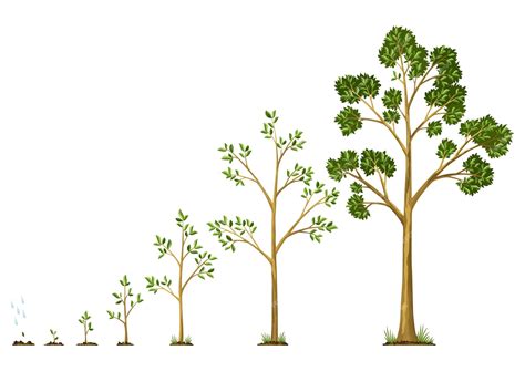 Schéma illustrant les différentes étapes de croissance d'un bonsaï depuis la graine jusqu'à l'arbre formé
