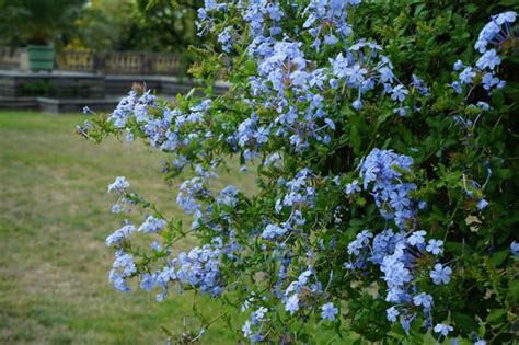 Plumbago en pleine floraison bleue