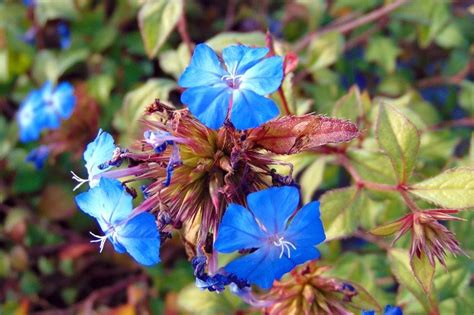 Schéma comparatif entre Plumbago et Ceratostigma