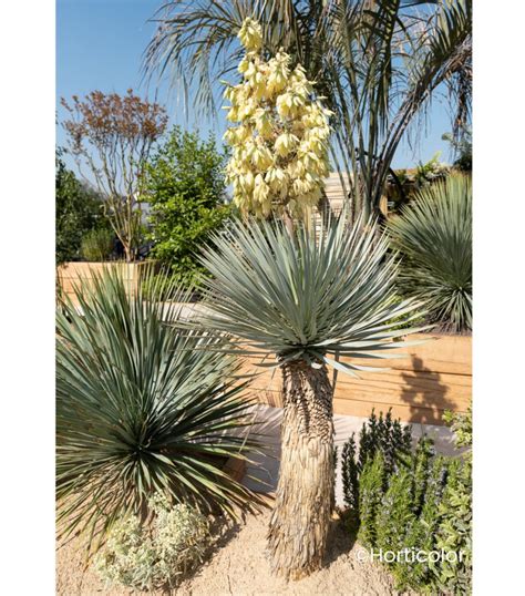Yucca rostrata en massif extérieur