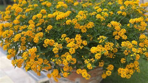 Exemple d'aménagement floral combinant Lantana et Helichrysum