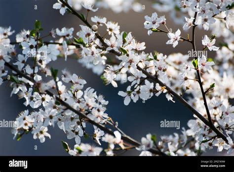 fleur de prunus cerasifera blanche