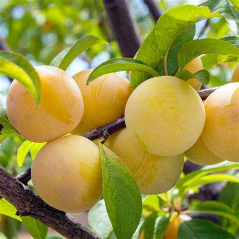 Photographie macro de prunes Golden Japan montrant leur texture juteuse