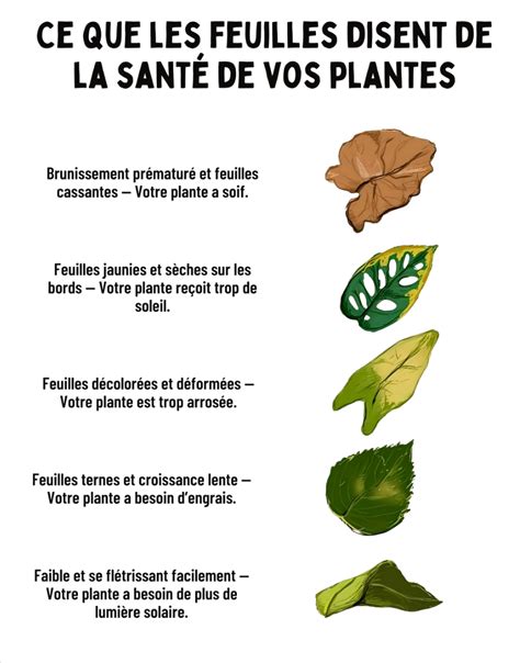 Feuilles d'abricotier jaunies et flétries
