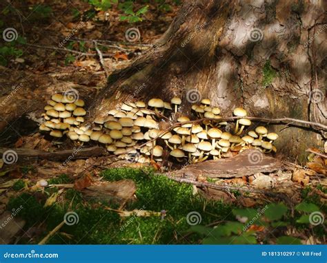 Champignons armillaires au pied d'un arbre