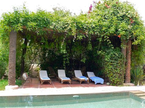 Chèvrefeuille grimpant sur une pergola