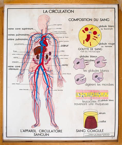 Schéma anatomique du complexe clitorido-urétro-vaginal