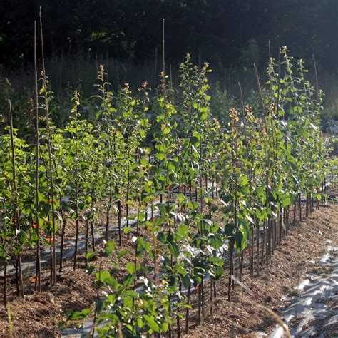 Pépinière d'arbres fruitiers en Bretagne