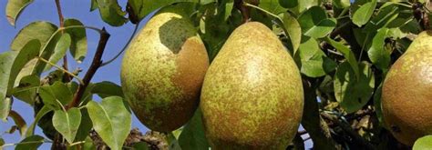 Variétés d'arbres fruitiers à coque