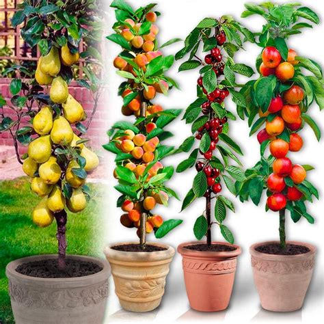Jeunes plants d'arbres fruitiers en pot