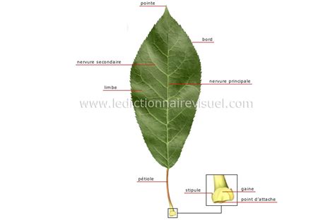 Structure d'une feuille de clématite des haies