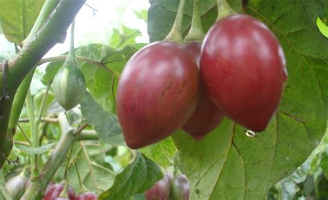 Prunes du Japon