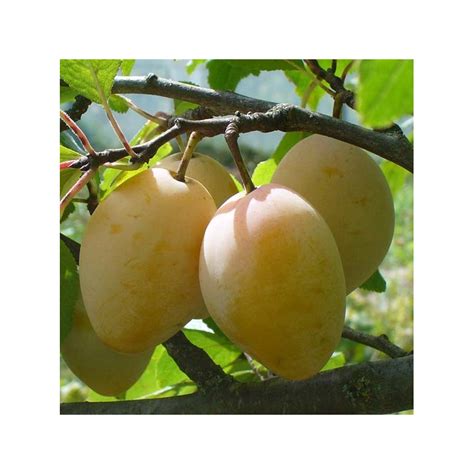 Prunier Quetsche Blanche de Létricourt en fruit