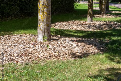 disques de paillage feutrés autour d'un jeune arbre