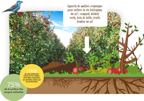 Verger fruitier en agroécologie