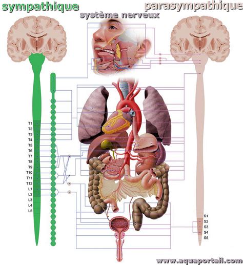 Représentation des différentes postures corporelles et leur lien avec le système nerveux