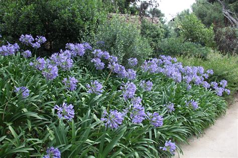 Agapanthe en pleine floraison dans un jardin