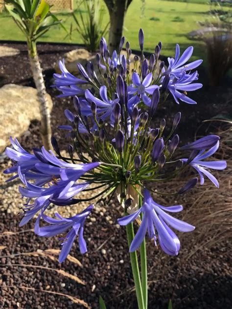 Gros plan sur une ombelle d'agapanthe bleue