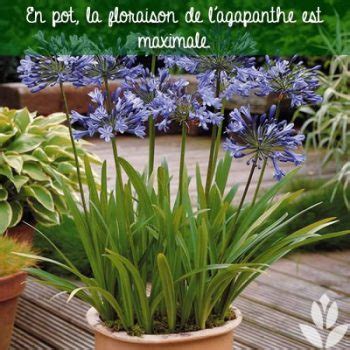 Planche de semis d'agapanthes