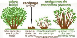 Illustration de la technique de recépage d'une haie