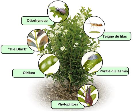 Infographie sur les maladies courantes du troène