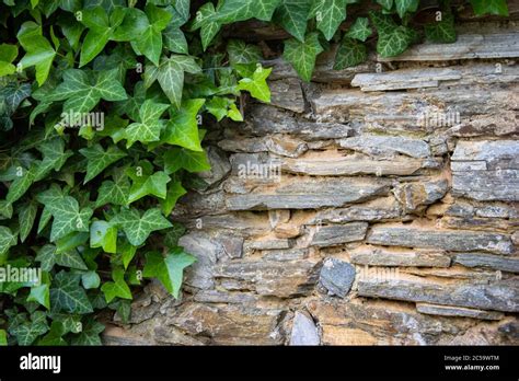 Lierre grimpant sur un mur en pierre