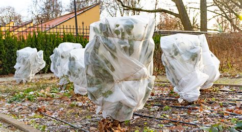 Arbres fruitiers sous voile d'hivernage