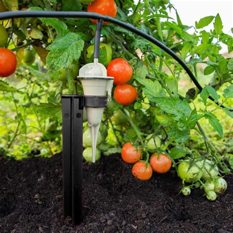 Système d'irrigation goutte-à-goutte pour tomates