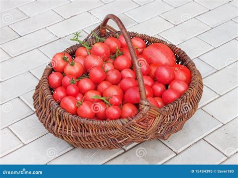 Panier rempli de tomates mûres