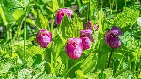 Orchidées en pleine floraison dans divers environnements