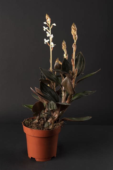 Différentes variétés d'orchidées : Phalaenopsis, Vanda, Ludisia discolor